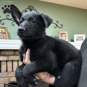 Charlie, German Shepherd Puppy